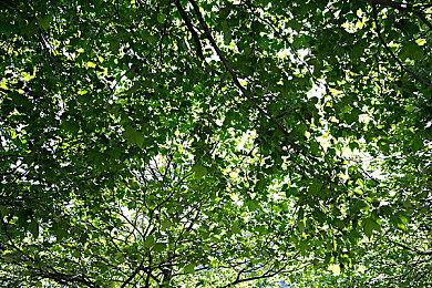 宝可梦前法务负责人表示《幻兽帕鲁》像是胡乱抄袭